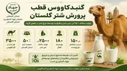 گنبد کاووس قطب پرورش شتر گلستان